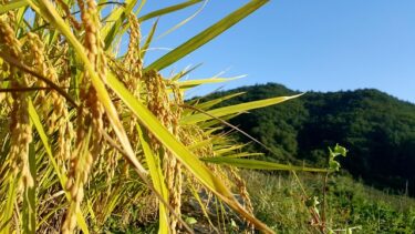 お盆はお休みですか？自動車保険に加入したいのですが、お盆明けからになりますか？